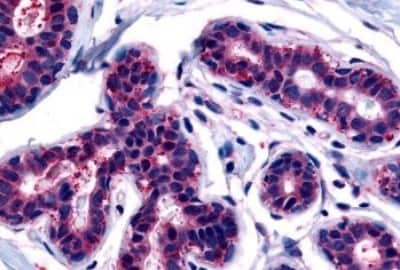 Immunohistochemistry-Paraffin: TRIB3 Antibody [NBP3-14503] - Immunohistochemistry of formalin-fixed, paraffin-embedded human breast after heat-induced antigen retrieval.